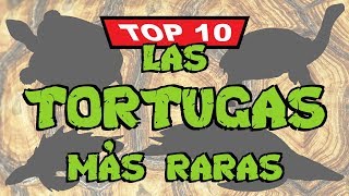 Top 10 Las tortugas más raras [upl. by Henryetta35]