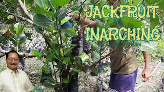 Part1 Approach grafting and inarching  Vegetative propagation in jackfruit by Sec Manny Piñol [upl. by Norvall]