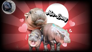 MooDeng the twomonthold baby pygmy hippo becoming an online giant TODAY [upl. by Adelind376]