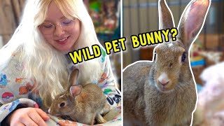 My Wild Pet Rabbit [upl. by Jori476]