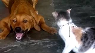 VÍDEOS DE MASCOTAS Missi jugando con Luna juegos de perros y gatos divertidos y juguetones [upl. by Ataga]