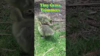 Gosling Gardeners Are Tiny Grass Trimmers in Action goose shorts [upl. by Ainesell504]