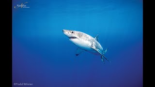 Plongée avec les requins blancs de Guadalupe [upl. by Rhine]