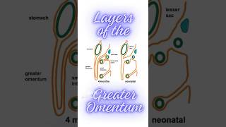 What are the layers of greater omentum Formation of greater omentum shorts peritonealfolds [upl. by Keppel472]