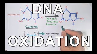 DNA Oxidation  DNA Damage by ROS [upl. by Aneba]