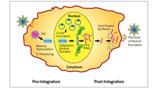 Retroviral Integration [upl. by Bowie]