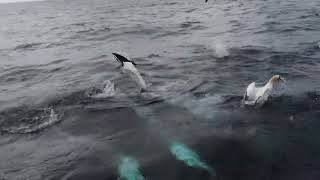 Gannets Diving around The Noss Boat  Shetland [upl. by Iramaj]