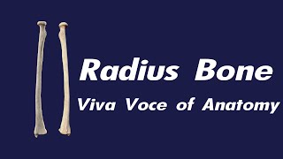 Radius bone  Side determination  Parts and Attachments  Applied anatomy [upl. by Maridel]