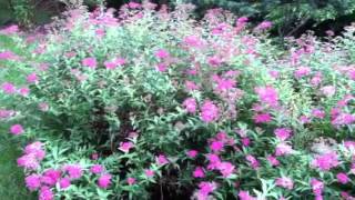 Low Maintenance Border Shrub  Neon Spirea flowers [upl. by Athena]