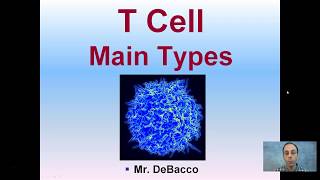 T Cell Main Types [upl. by Leisam]