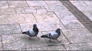 Dancing Pigeons Palomas bailando What is Love Full [upl. by Takashi]