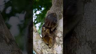 What Happens When You Force a Marmoset to Share Food [upl. by Odnalra]