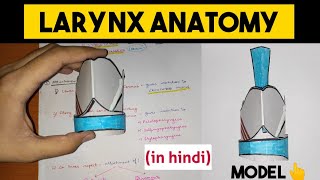 Larynx Anatomy  1  Cartilages of Larynx [upl. by Aihsein222]