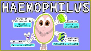 Haemophilus Microbiology Morphology Pathogenesis Diagnosis Treatment [upl. by Nwahsyt]