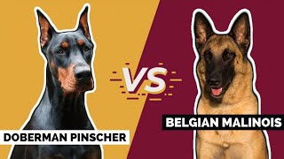 Doberman Pinscher Vs Belgian Malinois Which is Better [upl. by Doble826]