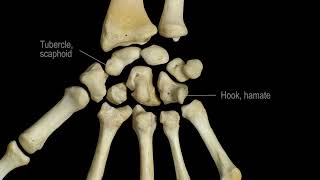 Carpals Separated Anterior View Drawn Anatomy Quick Review [upl. by Emalee]