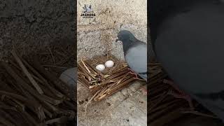 Making nests for pigeon pigeon nest make birdhome birds pigeonbreedingtips short bd shorts [upl. by Anahgem]