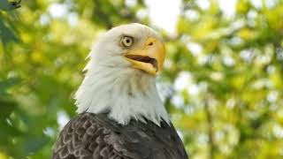 Nictitating Membrane on a Bald Eagle at Blackwater NWR [upl. by Johnathan928]