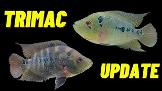 Trimac Cichlid Update  HUGE Spawn [upl. by Ecilef376]