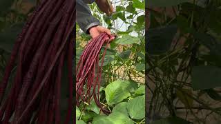 Harvesting beans farming gardening [upl. by Nivlak]