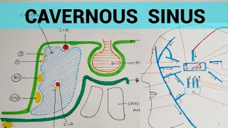 Cavernous Sinus  Head amp Neck [upl. by Clay]