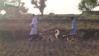 Hunting with Afghan Hounds [upl. by Longawa]