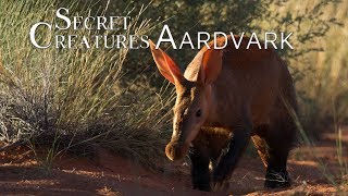 Secret Creatures Africas earth pig the Aardvark [upl. by Quinn]