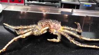 Live king crab [upl. by Raybin627]