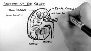 Renal Anatomy 1  Kidney [upl. by Enyawd]