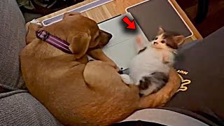 A Dog Snuggles a Tiny Kitten Who was Found Alone On the Street [upl. by Noicpecnoc]