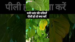 Money plant leaves are turning yellow  Money plant yellow leaves problem [upl. by Naam]