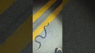 I finally found my Favorite snake on the road Eastern King Snake snake herping reptiles [upl. by Jone626]