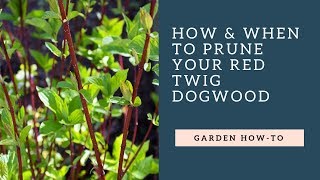 How amp When to Prune Your Red Twig Dog Wood [upl. by Guilbert97]