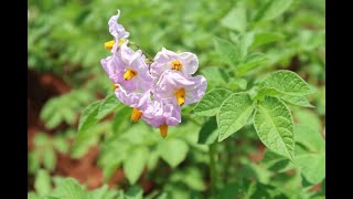 KALRO Tigoni the Kenyas Potatoe Research Centre [upl. by Augustin420]