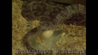 CORN SNAKE GIVING BIRTH [upl. by Teece]