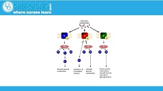 Beta Blockers Demystified  Action  Blood Pressure Meds  Nursing Pharmacology [upl. by Muriah]