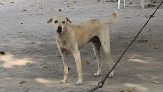 Street Dog Barking Really Loud Very Funny Dog [upl. by Partridge]