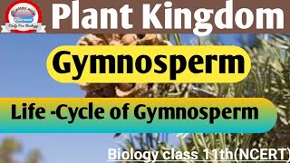 Gymnosperm part 3 Life cycle of gymnosperm NCERT Biology bio biology with Biowali [upl. by Marybeth287]