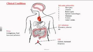 Enterococcus or Group D Streptococci [upl. by Schwab]