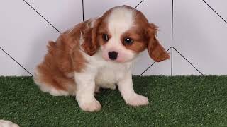 Cavalier King Charles Spaniel Puppy Basil SD 480p [upl. by Atiras]