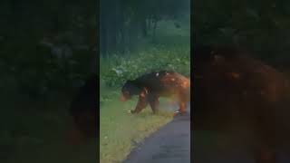 Sloth bear on the Nagarahole main road [upl. by Llewop]