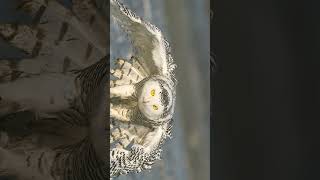 🐦☆³⁸ Snowy Owl Bubo scandiacus in Owl Family Strigidae [upl. by Montague]