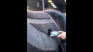 How Trimming Hair Can Save Horse Life [upl. by Ardaid243]