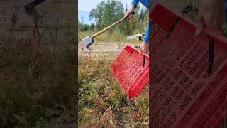 My special tools for picking berries harvesting cranberry lingonberry blueberry berryfarm [upl. by Aicia739]