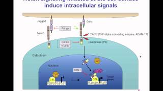 Signal Transduction III [upl. by Kyte]