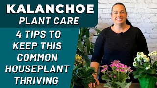 Best Tips for KALANCHOE Plant Care  How Professionals Care For Their Kalanchoes [upl. by Nnylsaj]