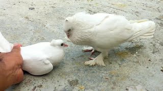 Pigeon Sounds To Attract Pigeons  Male Pigeon Super Performance  White Pigeon [upl. by Arahsat870]