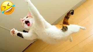 New Funny Animals 🤣 Funniest Cats and Dogs Videos 😻🐶 Part 9 [upl. by Orest]