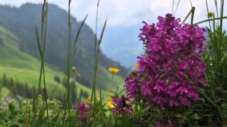 Aufs Stockhorn  17 Juni 2015 [upl. by Nylareg]