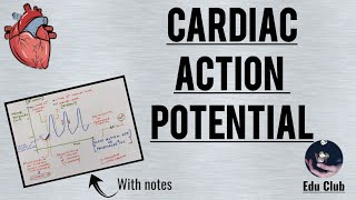 Cardiac Action Potential  Detailed Explanation with PG Questions [upl. by Mariquilla]